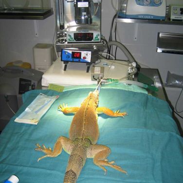 Exomed Veterinària iguana