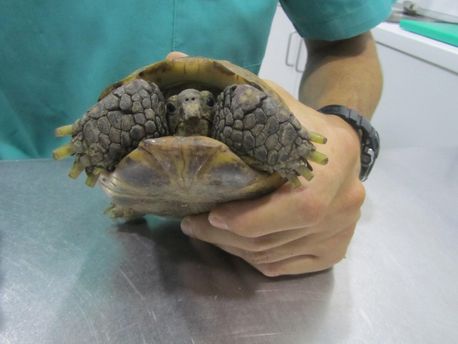 Exomed Veterinària tortuga
